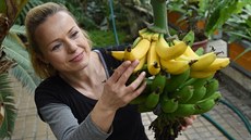 Zahradnice Jana Pajerová ukazuje dozrávající plody na banánovníku odr�dy Dwarf...