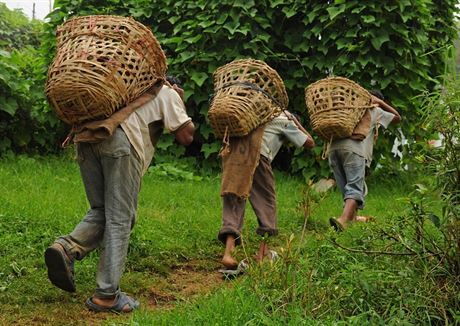 Na ajových plantáích v Indii pracují i dti.