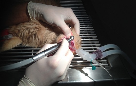 Ošetření resorptivní léze zubů na veterinární klinice