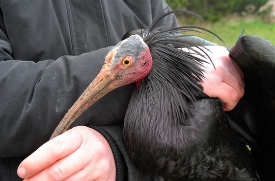 Chovatelé z praské zoo s posledním zachránným ibisem, který na zaátku bezna...