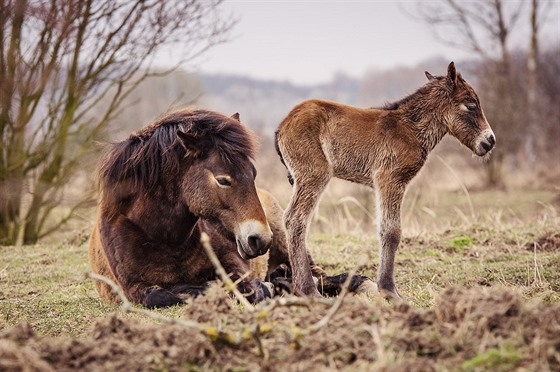 Také v Milovicích mají stádo divokých koní.(13. bezna 2016).