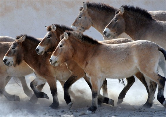 Koně Převalského původně žili od Číny po dnešní Ukrajinu, před více než...