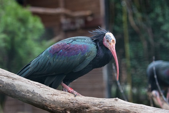 Jeden z ibis, kteí ped asem uletli z praské zoo. Do honu na n se zapojila celá Praha.