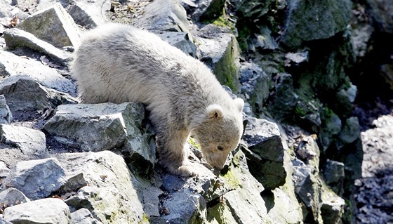 Nejmladí medvíd bhá po boku matky a nehne se od ní ani na krok.