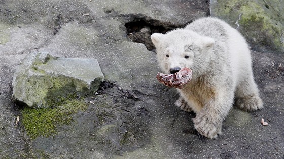 Kam vyrazit o volném pátku? V brnnské zoo mohou návtvníci vidt tymsíní mlád ledního medvda.