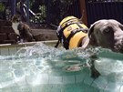 Didga nechá psa vlézt do vody a poká si na správný okamik. Pak teprve...