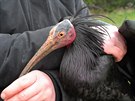 Chovatelé z praské zoo s posledním zachránným ibisem, který na zaátku bezna...