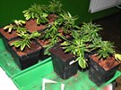 Policie na�la u zadr�en�ho mu�e r�zn� vzrostl� rostlinky konop�.