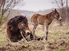 Také v Milovicích mají stádo divokých koní.(13. bezna 2016).
