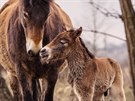Také v Milovicích mají stádo divokých koní. (13. bezna 2016).