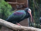 Jeden z ibis umístný v náhradní voliée
