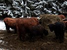 Skotské náhorní plemeno Highland Cattle, které je charakteristické mením...