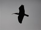 Posledního uprchlého ibisa odchytili pracovníci zoo na hiti v eporyjích.