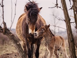 Prvn� leto�n� p��r�stek do st�da divok�ch kon� v Milovic�ch (13. b�ezna 2016).