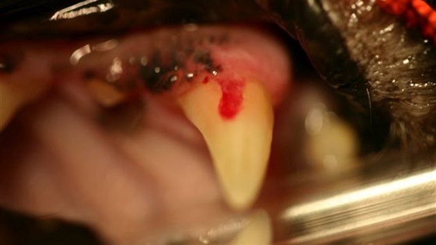 Nejprve se zd, e tk dsn jakoby roste do zubu nebo zakrv zkladnu zubu.