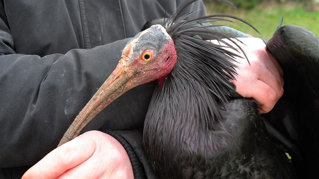 Chovatel z prask zoo s poslednm zachrnnm ibisem, kter na zatku bezna ultl z voliry zahrady (13.3.2016)