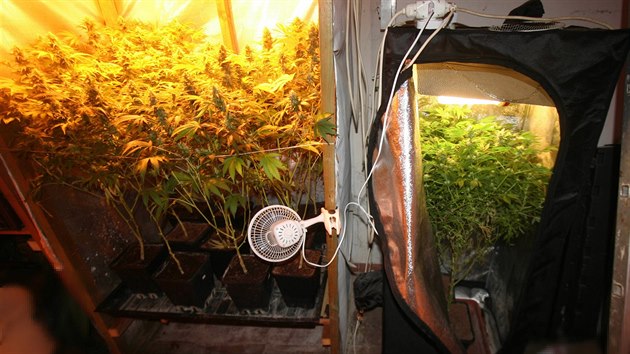 V domě objevila policie pěstební stany kompletně vybavené k urychlenému růstu rostlin.