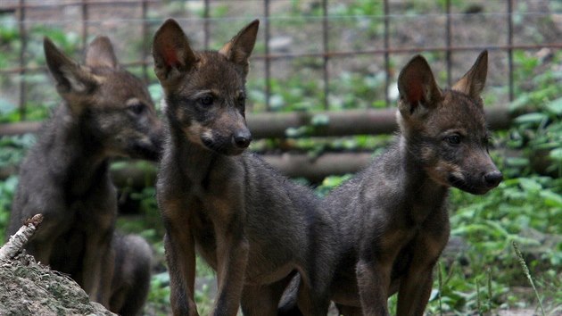 Jihlavská zoo získá vlky iberské z Olomouce. Na snímku jsou mláďata právě ze zahrady na Svatém Kopečku.