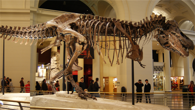 Boní pohled na Sue ve Filed Museum of Natural History v Chicagu