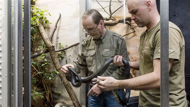 Operace kobry ern ve dvorsk zoo (15.3.2016).