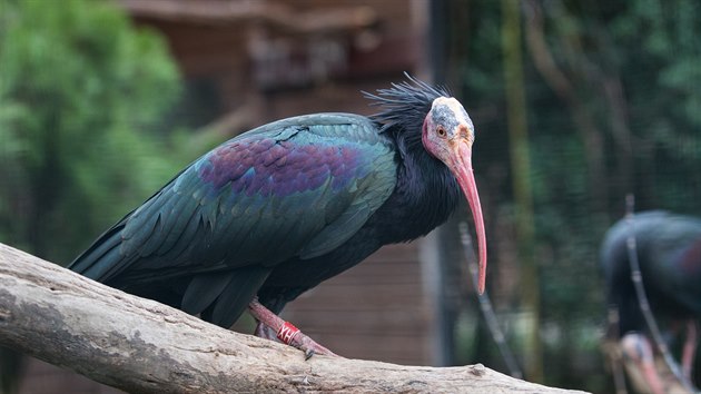Jeden z ibis umstn v nhradn volie