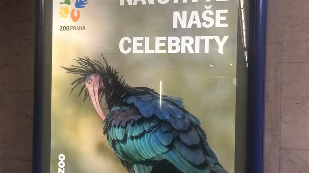 Nov reklamn kampa zve Praany na ibisy, kte se v poslednch dnech proltali nad Prahou (11.3.2016)