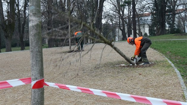 V obnoven olomouck Rudolfov aleji zaalo velk kcen dvou stovek mladch katan kvli nkaze chorobou. Pohled na strom znien slizotokovou nekrzou.