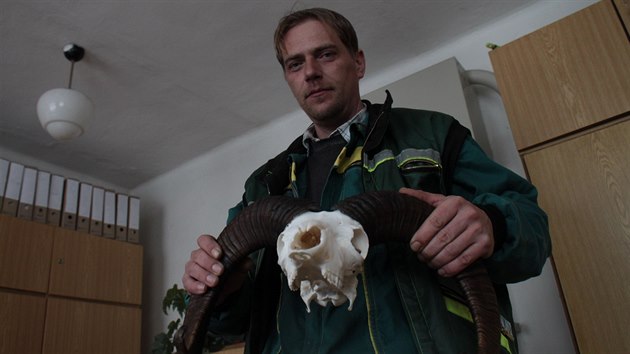 Farmář a zároveň myslivec Jan Manych drží trofej muflona. Tvrdí, že zvíře v Horních Teplicích zabili vlci.