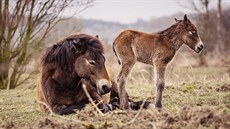 Také v Milovicích mají stádo divokých koní.(13. března 2016).