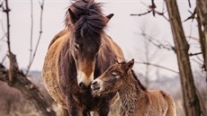 První letošní přírůstek do stáda divokých koní v Milovicích (13. března 2016).