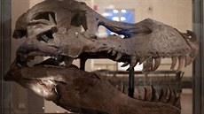 Lebka Sue, která mí na délku zhruba 140 centimetr.