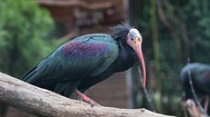 Jeden z ibisů umístěný v náhradní voliéře