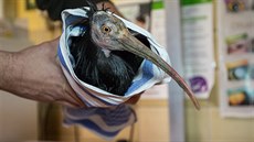 Kontrola zatím posledního odchyceného ibise