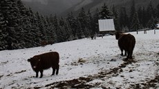 Skotské náhorní plemeno Highland Cattle, které je charakteristické mením...