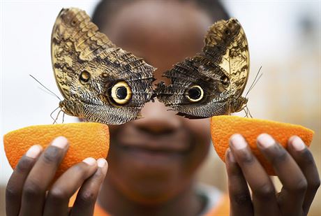 EXHIBICE: Ptilet Bjorn se nechal vyfotografovat s motlem Caligo. Fotografie...