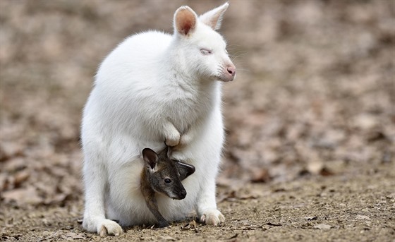 Klokaní tlupa ve zlínské zoo se rozrostla, mezi mláďaty je i albín -  iDNES.cz