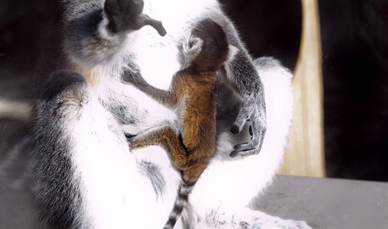 Mláata lemur kata ve dvorské zoo.