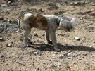 Tohoto psa z Damaku v tuto chvíli trápí jiné vci ne jsou bomby a ostelování...