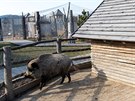 Farma apí Hnízdo u Olbramovic na Beneovsku