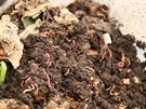 Pod organickými zbytky se ve vermikompostéru skrývá ji hotový substrát s...