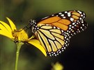 Hmyzí vzdálenostní rekord váka sebrala motýlu jménem Danaus sthovavý, který...