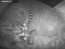 Tygí mláata se svojí matkou v porodním boxu.