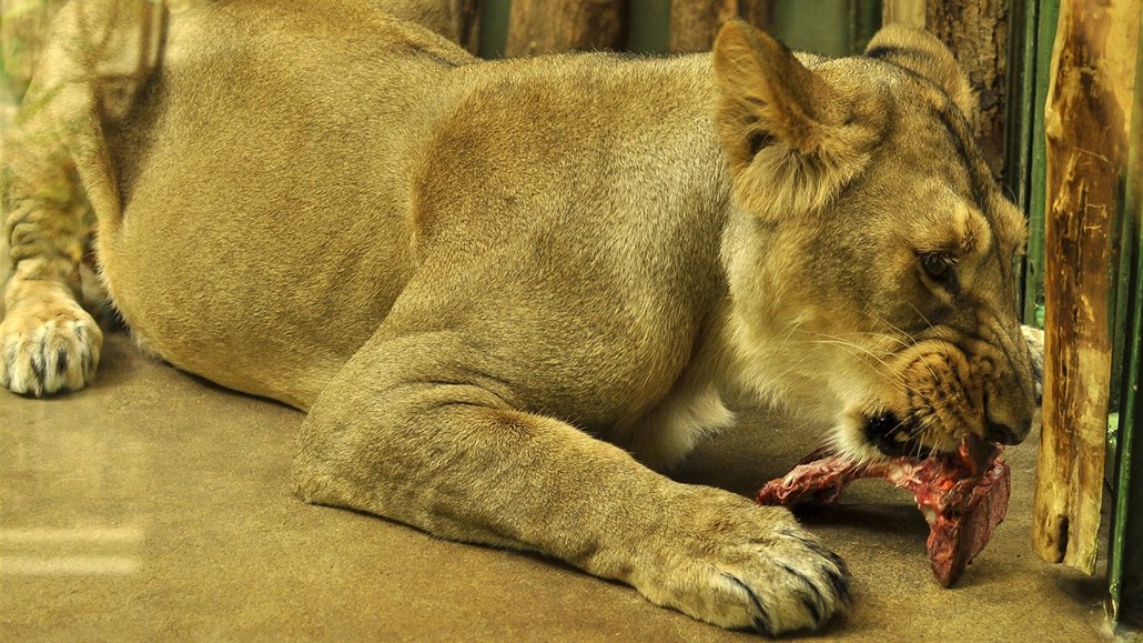 Indičtí lvi v zoo sežerou čtyři tuny masa ročně. Otužují se, aby mohli ven  - Metro.cz
