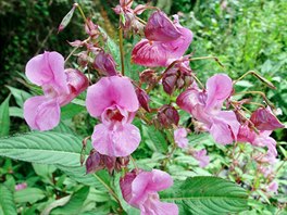 Netýkavka láznatá (Impatiens glandulifera). Pstovala se jako okrasná...