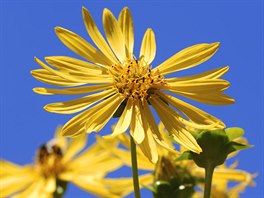 Slunenice topinambur (Helianthus tuberosus). Byla dovezena ze Severní Ameriky...