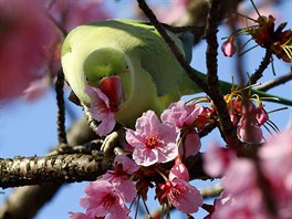 TEN: Korela chocholatá pije nektar z kvtu rozkvetlé ten Yoko v parku...