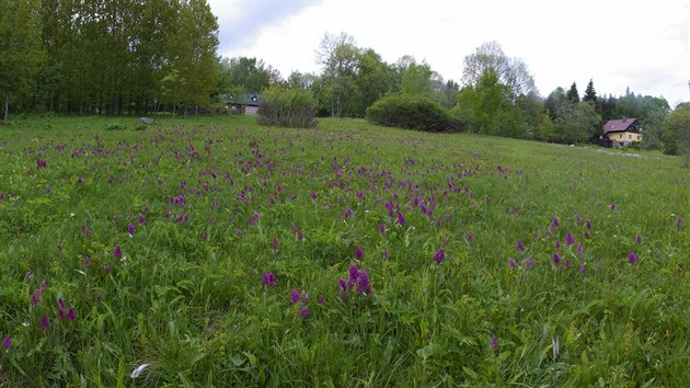 Na jae celou louku v dolku pod tesaovskou kapl na zem Koenova pokryje barevn paleta orchidej prstnatc mjovch.