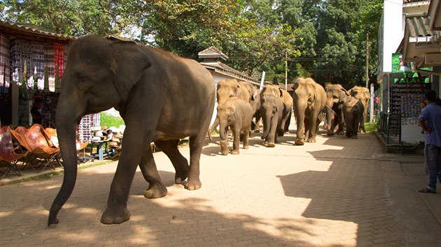 Stdo slon prochz pi cest kece zkou ulikou mezi stnky.