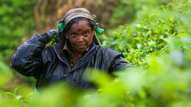 Na čajovníkových plantážích Srí Lanky pracují nejčastěji tamilské ženy.