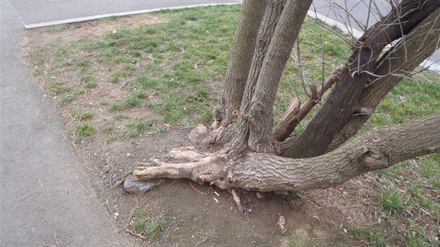 Strom žije s přeseknutým kořenem.